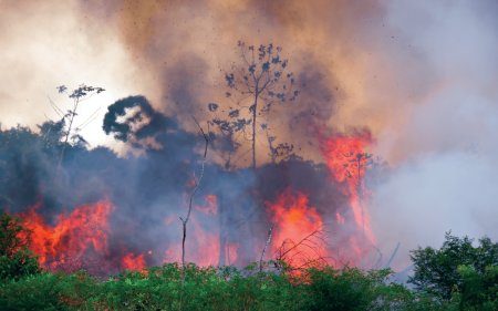 Amazon: The Lungs of Our Earth